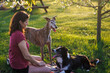 Woman with her dogs relaxing outdoors. Pet owner with greyhound and border collie playing together in park