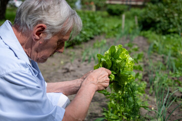 Elderly man examining lettuce in a garden, showcasing organic farming and active aging in a natural setting.