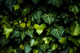 Fototapeta  - Intensiv grüne Blätter wachsend in ihrer Natur