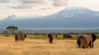 Herd of elephants and Mount Kilimanjaro