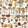 Illustrated variety of mushrooms in a detailed botanical style