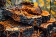 Chaga mushrooms growing on birch trees in a forest showcasing unique textures and details