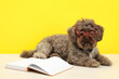 Cute Maltipoo dog with book wearing glasses on white table against yellow background. Lovely pet