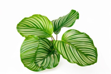 Calathea Orbifolia leaves isolated on white background, tropical prayer plant