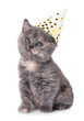 Cute kitten with party hat on white background