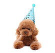 Cute dog with party hat on white background