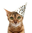 Cute cat with party hat on white background