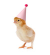 Cute chicken with party hat on white background