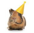Cute Guinea pig with party hat on white background