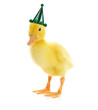 Cute duckling with party hat on white background