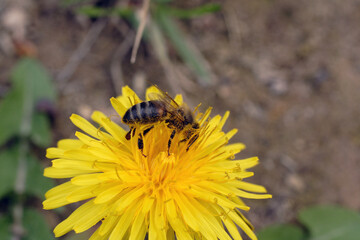 Poster - Une abeille active