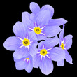 illustration of forget-me-not flowers on a black background