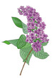 illustration of a lilac blossom on a white background