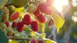 Black mulberry harvest on a branch in the garden, agribusiness business concept, organic healthy food and non-GMO fruits with copy space
