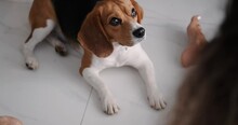 A Portrait Of A Beagle Dog That Lies On The White Floor In The Living Room, Looks At Its Owner Who Offers Her Treats And Licks His Lips With His Tongue Hanging Out. Funny Dog. 