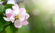 Branch of a blossoming apple tree on a sunny day. Spring time. Natural wallpaper. Copy space. Selective focus.
