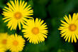 Bright yellow chamomiles on a green background. Natural wallpaper. Close-up. Top view. Selective focus.
