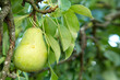 Pears tree branch in the summer garden.