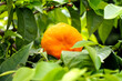 Tangerine fruit among green leaves growing in the garden close-up