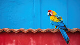 Fototapeta  - parrot in urban roof