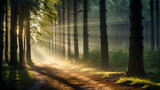 Fototapeta  - forest with sun rays