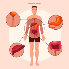 Sticker - Flat human body organ systems composition background with a male body and digestive system