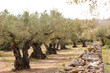 © yaqui_villegas - Timeless beauty of ancient olive trees line a rural field, evoking a connection to the past in Catalonia, Spain, near Tarragona