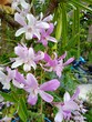 pink and white flowers orchid in garden Thailand 