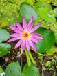 pink lotus flower blooming in garden Thailand 