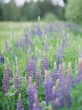 Purple lupines sway in a lush green springtime meadow
