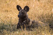 © robertharding - African wild dog, Lycaon pictus,  Khwai conservancy, Okavango delta, Botswana, Southern Africa