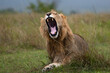 © robertharding - Lion (Panthera leo) yawning, Masai Mara, Kenya