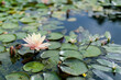 Serene lotus bloom amidst lush green lily pads