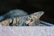 Authentic Portrait with Gray Kitten Lying Down Looking at Viewer