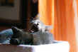 Two Sleepy Kittens Nap, One Yawns in Soft Light with Orange Curtain