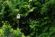 Birdhouse surrounded by evergreen trees