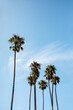 Tall palm trees against a clear blue sky