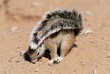 © robertharding - Ground squirrel, Xerus inauris, shading itself with its tail, Kalahari, South Africa, Africa