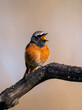 Male common redstart singing on a branch.