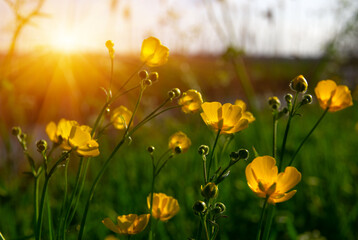 Wall Mural - Yellow flowers on a field