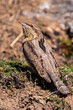 Eurasian Wryneck perched on the ground.