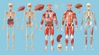 Anatomy of the body including the skeletal, muscular, circulatory, nervous, and digestive systems. Flat style cartoons.