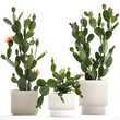 Set of cacti in white pots with Prickly pear cactus isolated on white background