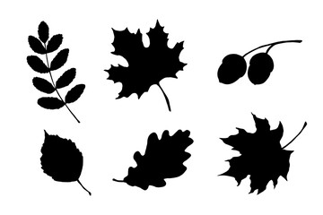 maple, birch tree and oak leaves silhouette. hand drawn fall illustrations set isolated on white