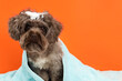 Cute Maltipoo dog with towel and foam on orange background, space for text. Lovely pet