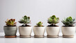 Four potted succulent plants sit in a row against a white background