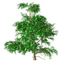 Wall Mural - 3d rendering stewartia tree on white