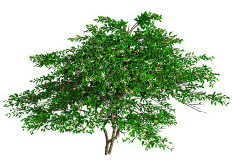 Wall Mural - 3d rendering lemon blossom tree on white