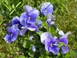 Blue violet pansies flowers in the garden