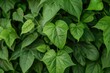 Green Sweet Potato Vine in Garden. Fresh Flora Leaves Background for Nature and Food Related Design